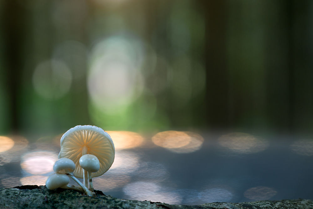 Im Wald der Porzellanpilze