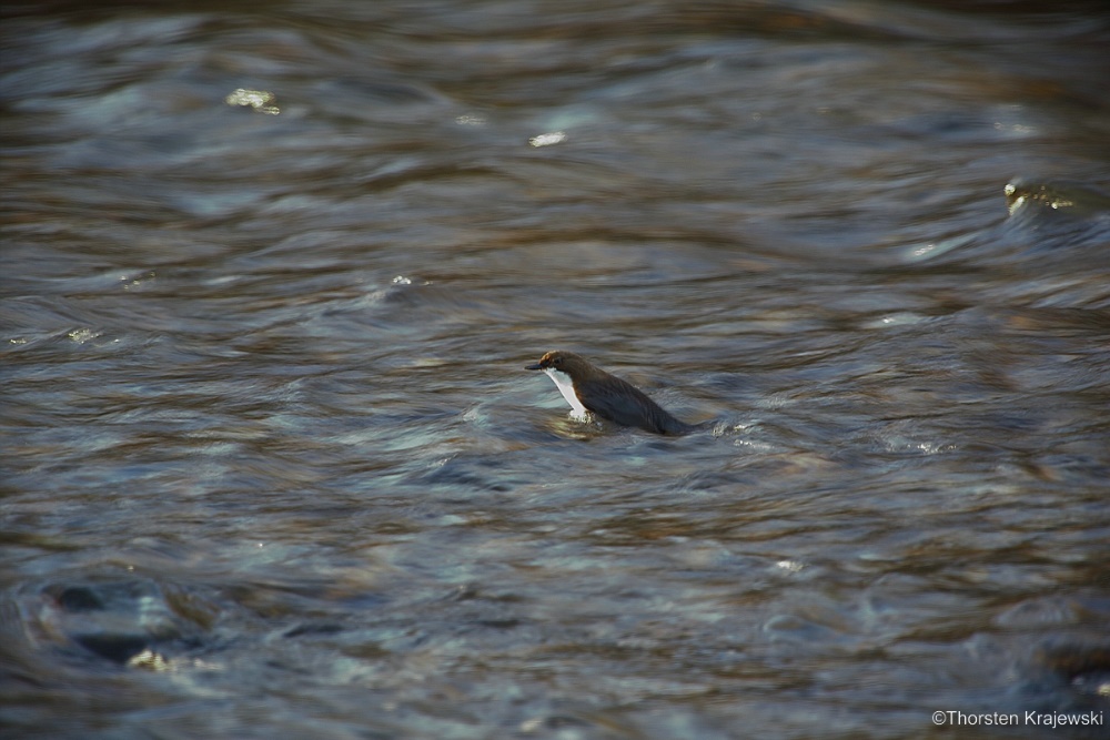 Meine erste Wasseramsel
