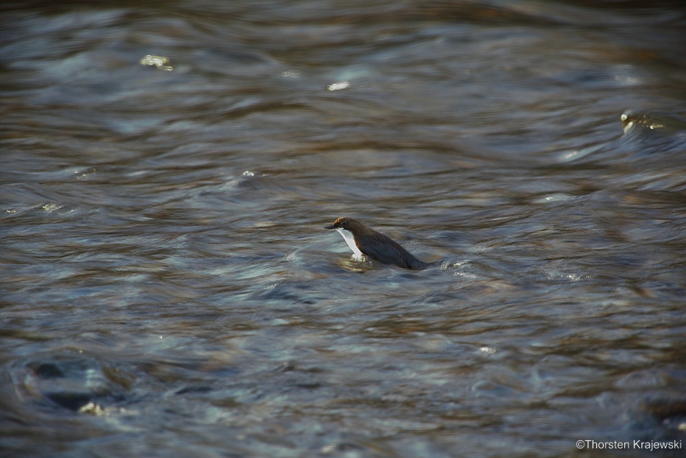 Meine erste Wasseramsel