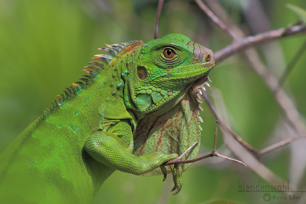 Grüner Leguan