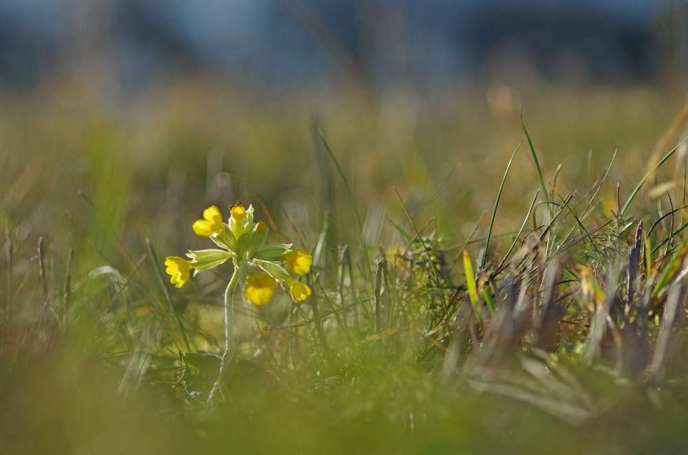 "Winterschlüsselblume" 8.1.16