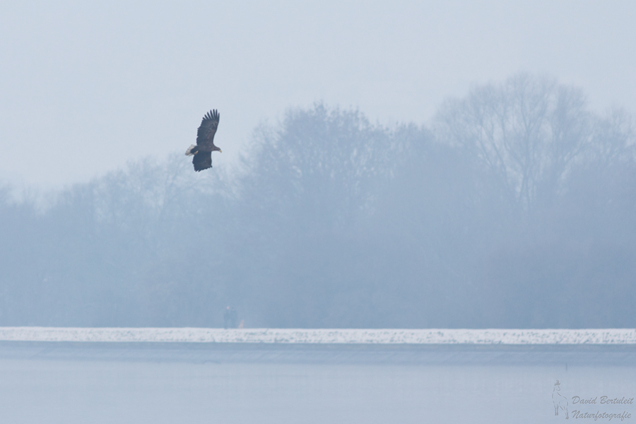 Mein erster Seeadler in Deutschland