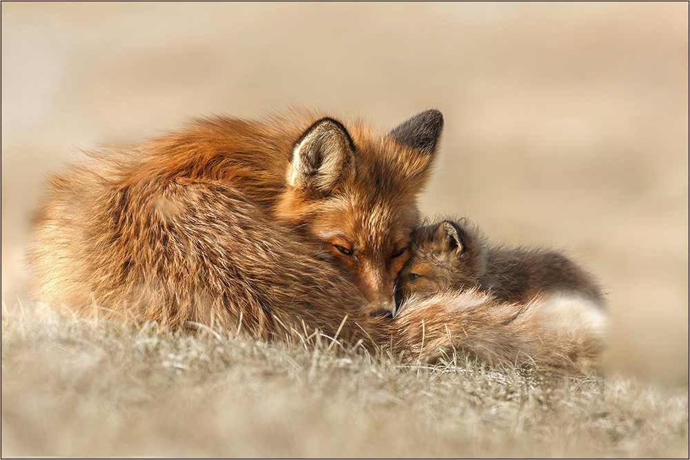 Kuscheln (Forum für Naturfotografen)