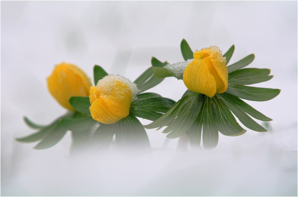 Die Winterlinge