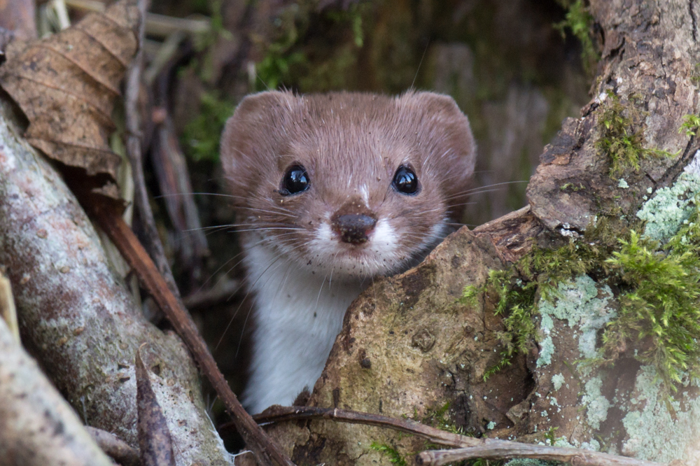 Hermelin (Forum für Naturfotografen)