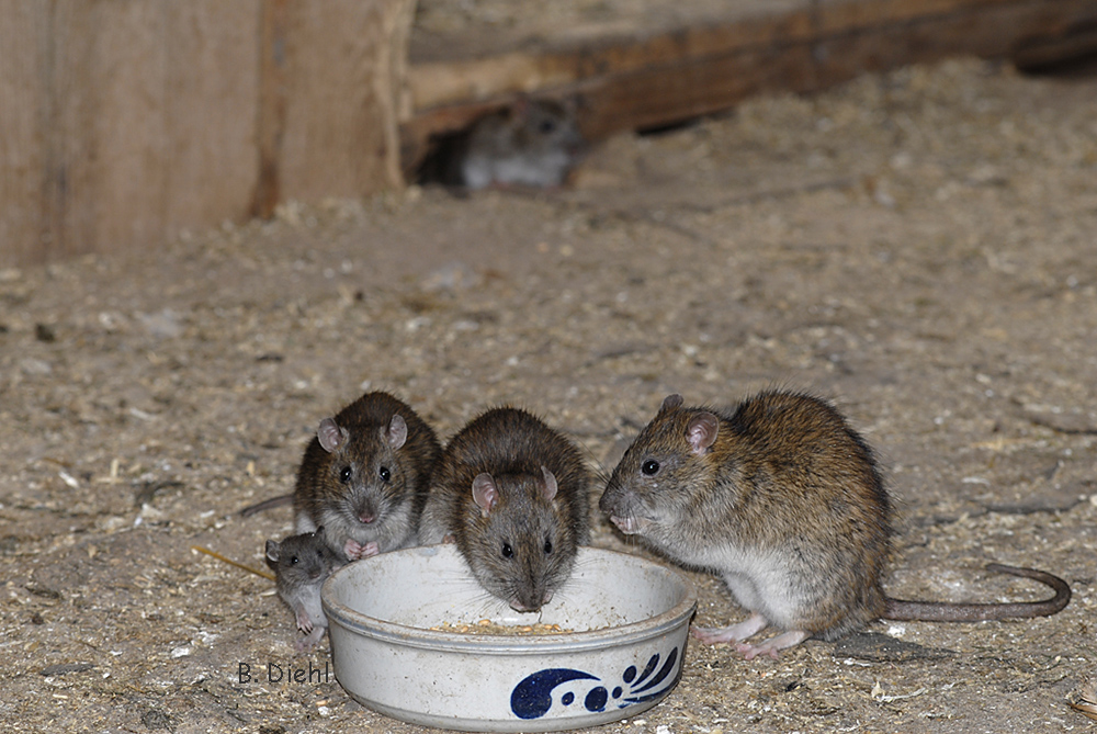 Hausratten im Hühnerstall