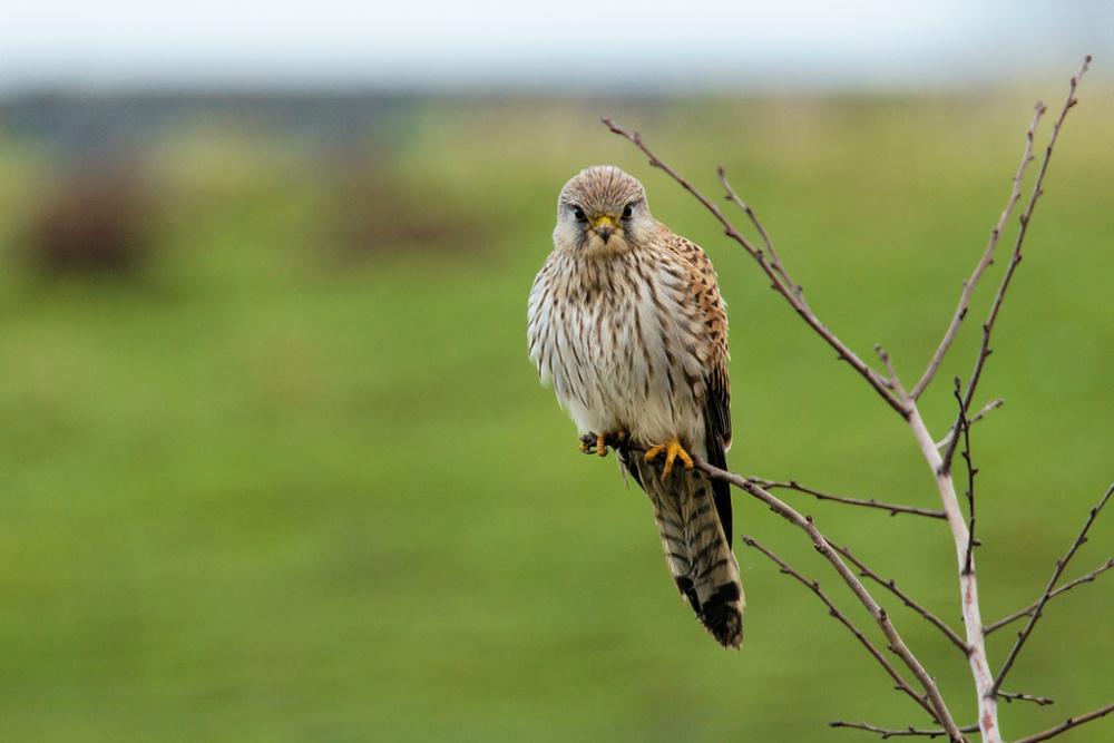 Turmfalke