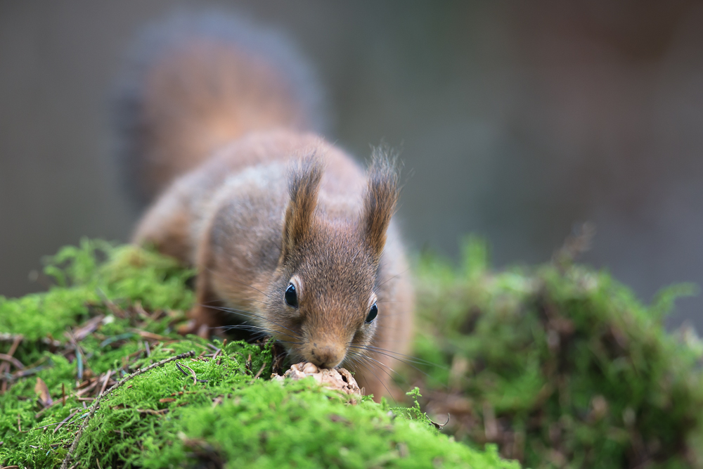 Dieses Eichhörnchen