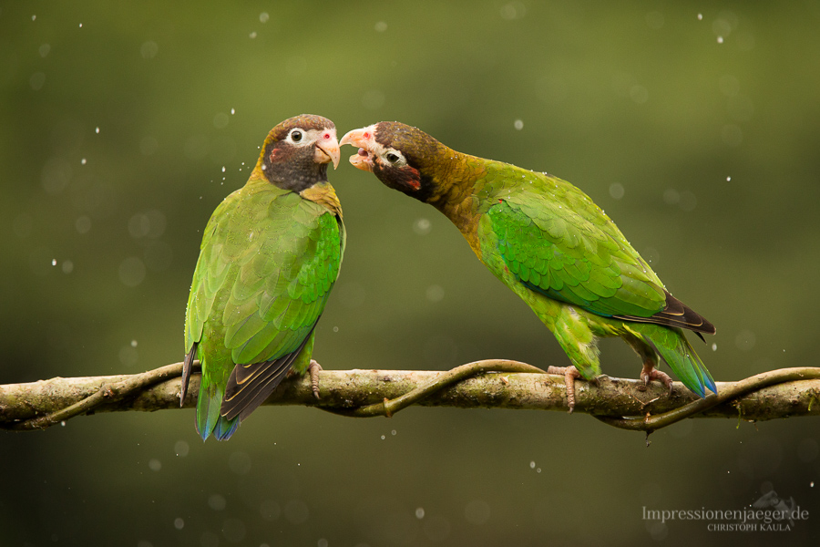 Brown-hooded Parrot