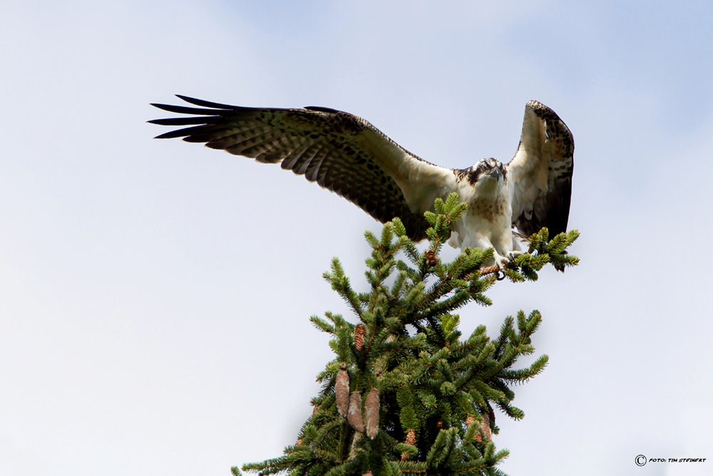 Landeanflug eines Fischadlers