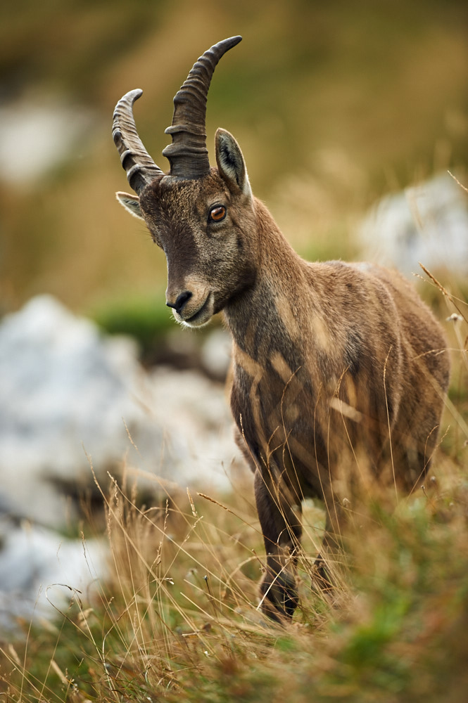Junger Steinbock