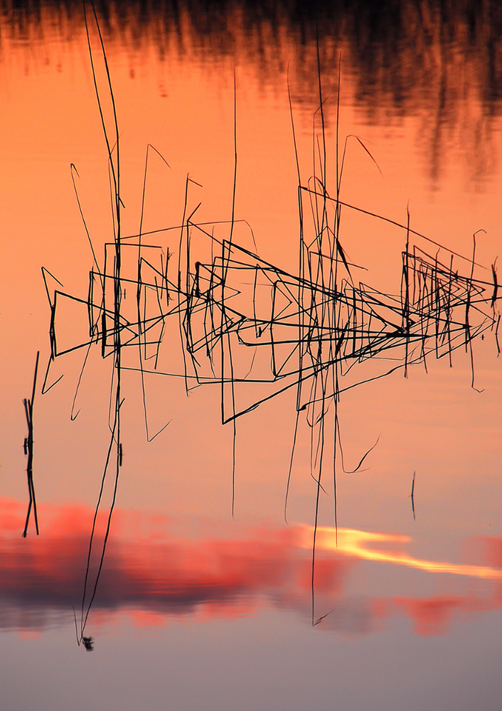 See-Ikebana