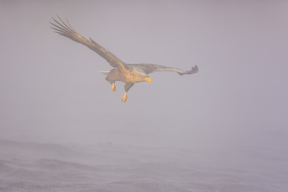 Anflug im Nebel