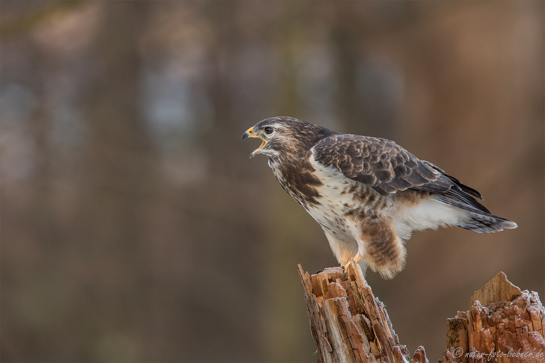 Ein kurzer Anflug