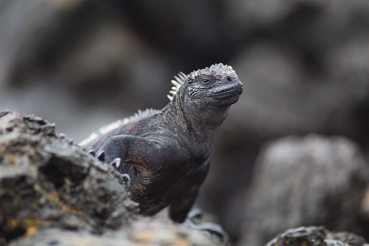 Amblyrhynchus critatus