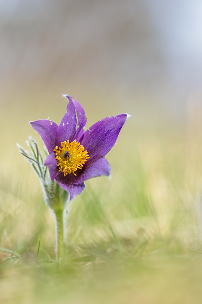 Pulsatilla