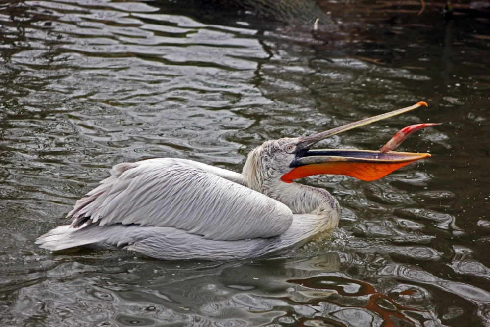 Pelikan