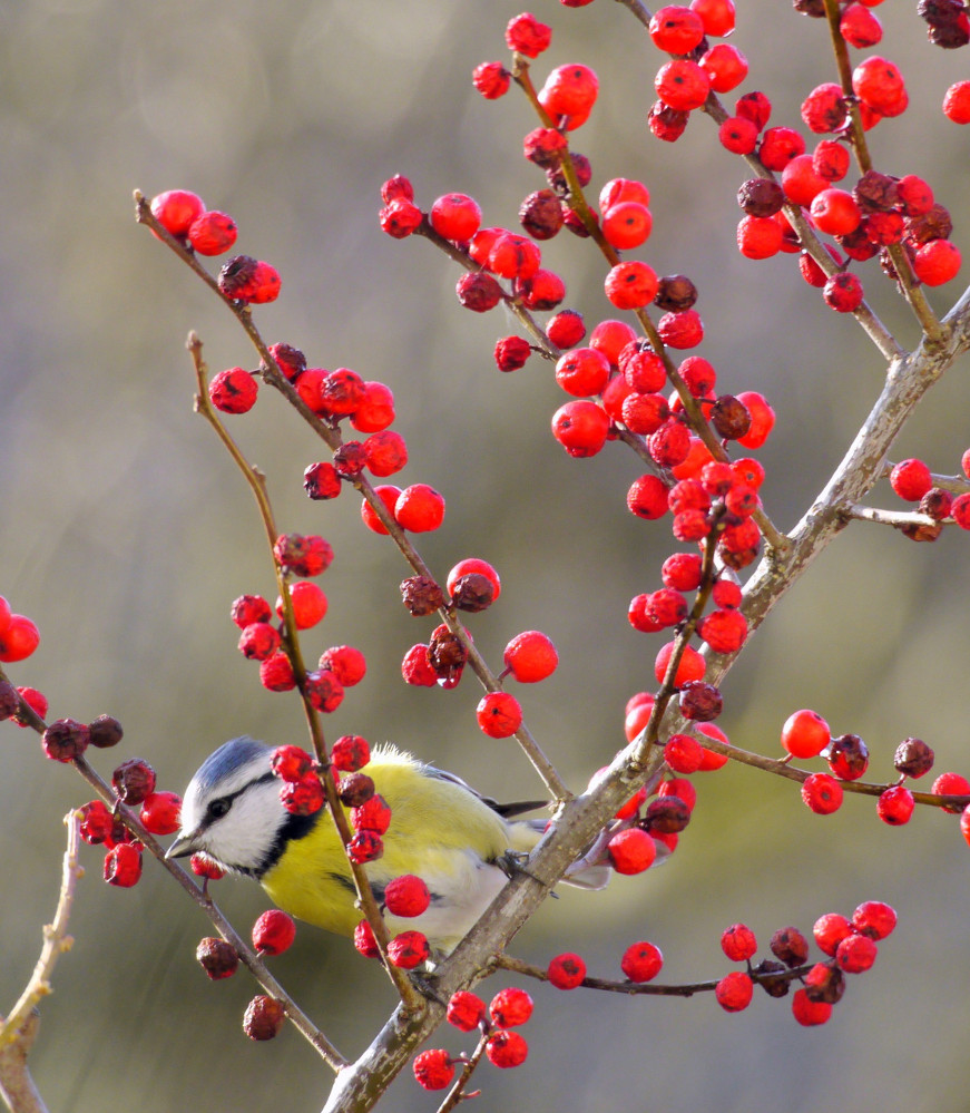 Winterbeeren - Ausguck