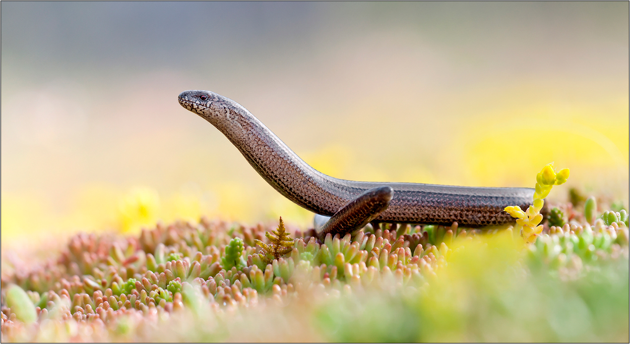 "Anguis fragilis"