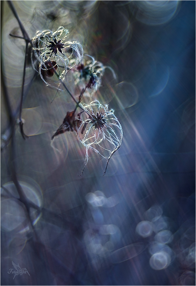 Winterlicht