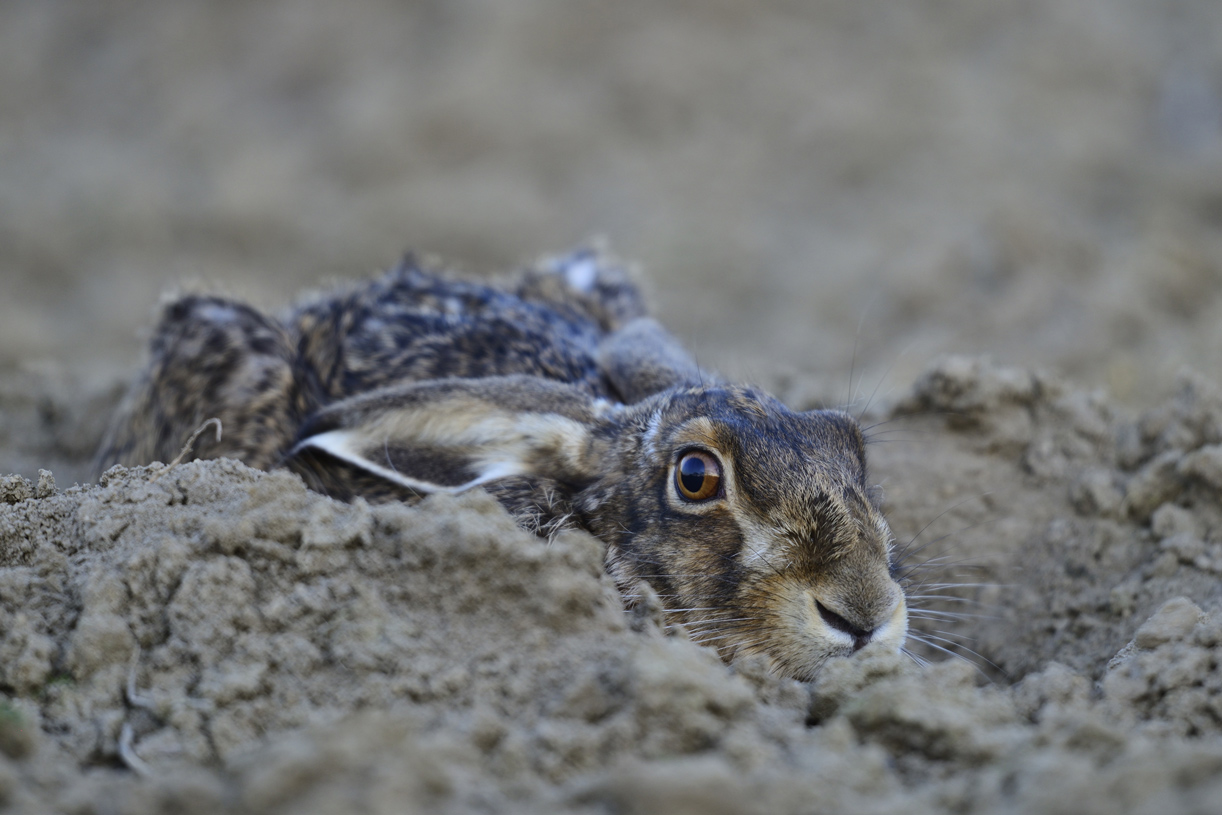 Hase in der Sasse