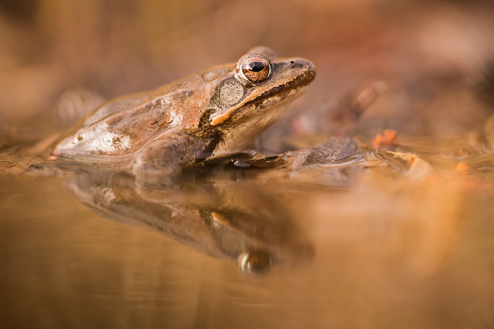 Springfrosch