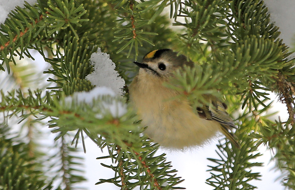 Goldhähnchen