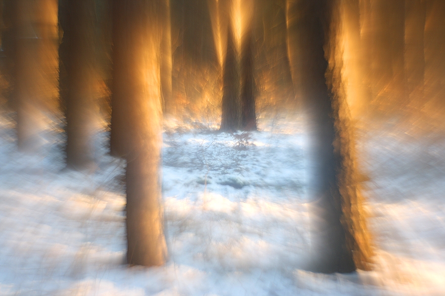 Strahlender Winterwald