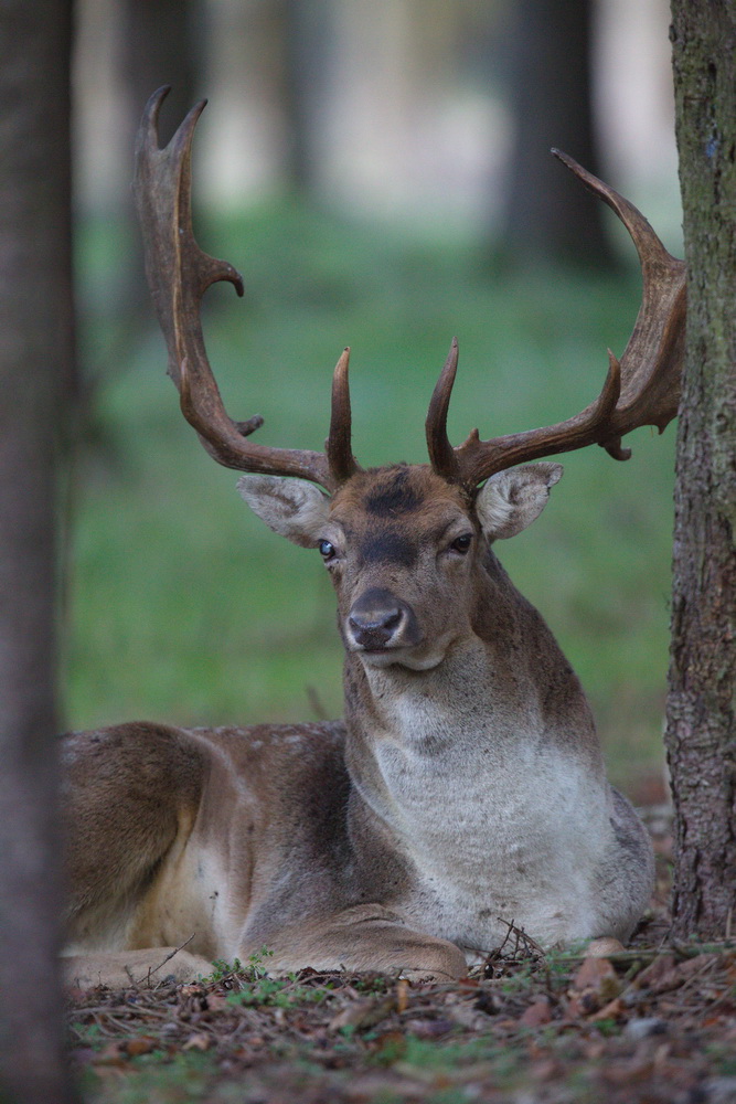 Damhirsch