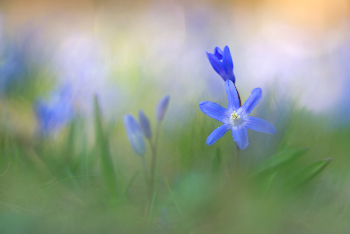 Vorfreude auf den Frühling