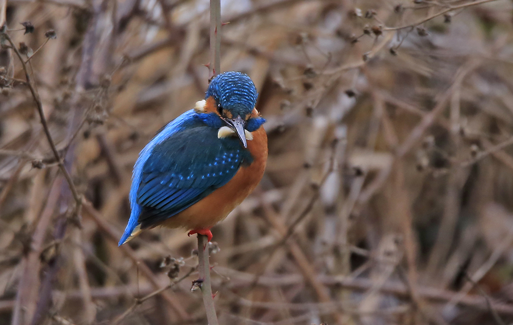 Eisvogel