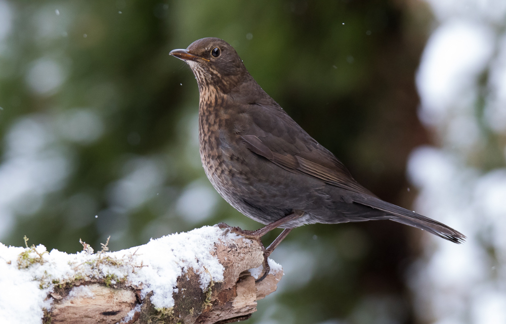 Amsel Dame