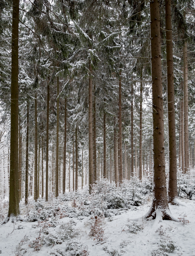 Endlich Schnee