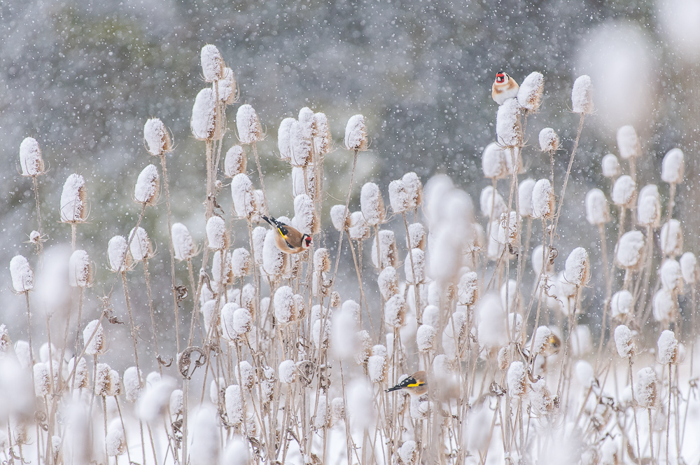 ~ endlich Winter ~