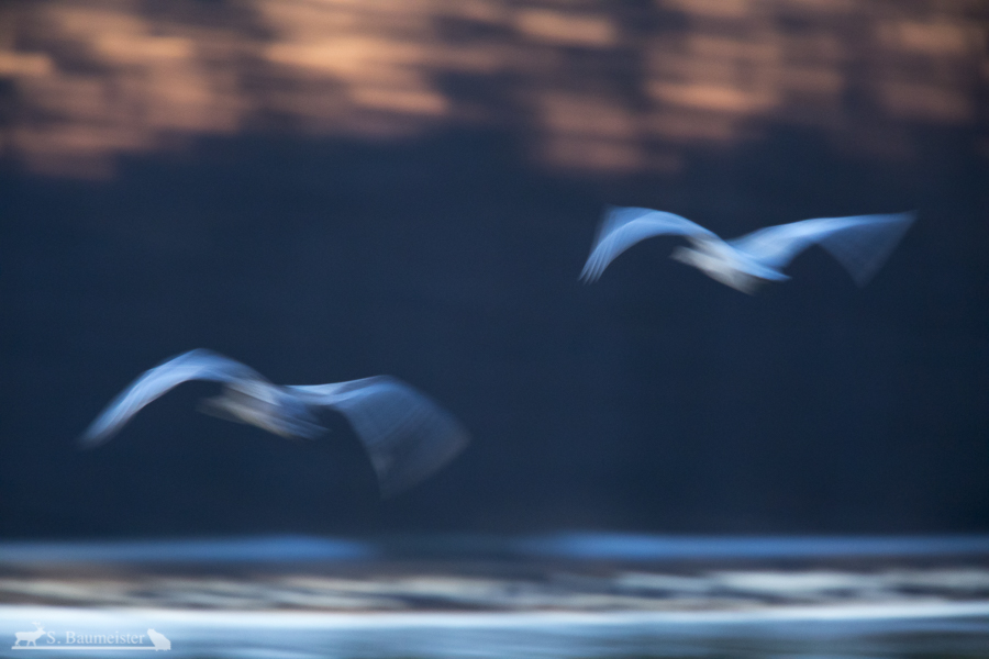 Flying