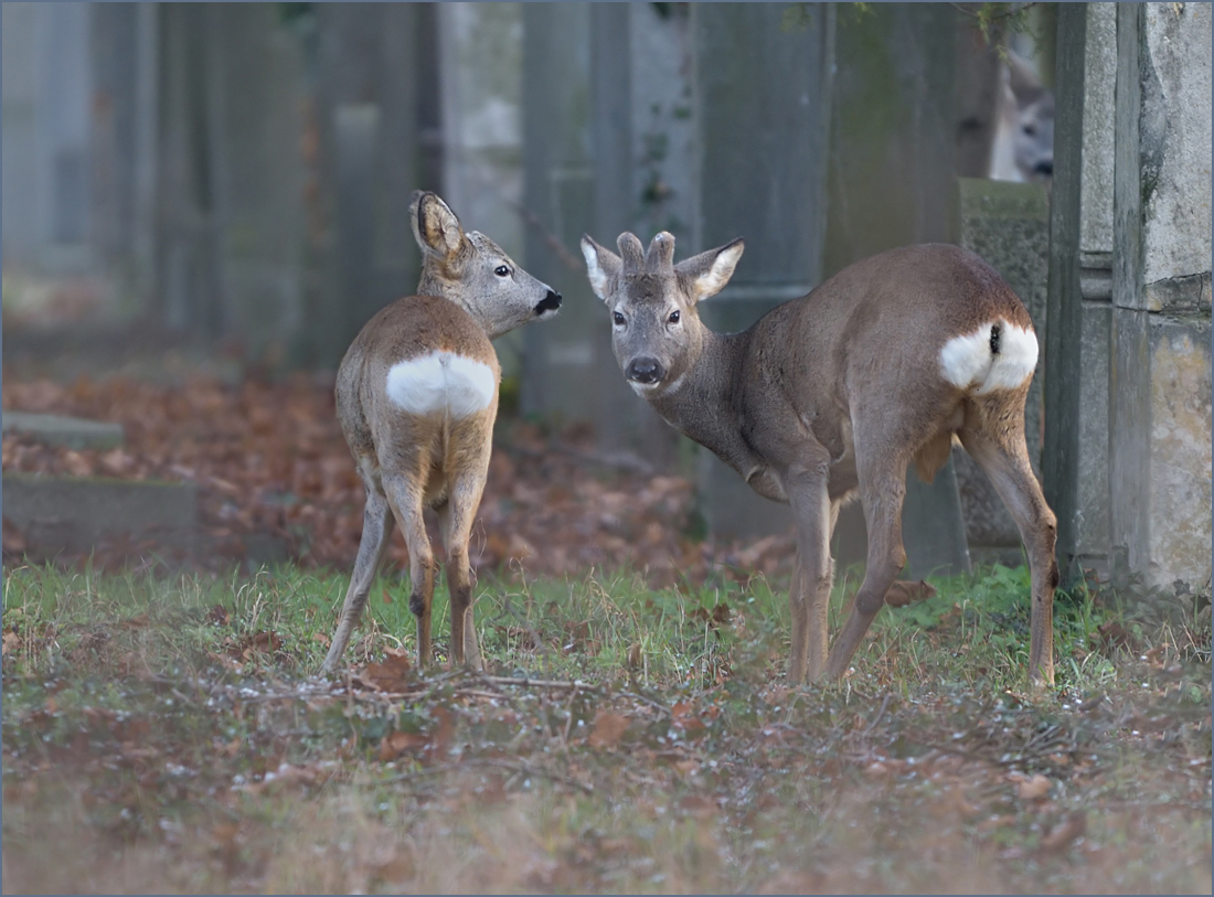 *Die beiden und der Versteckte*