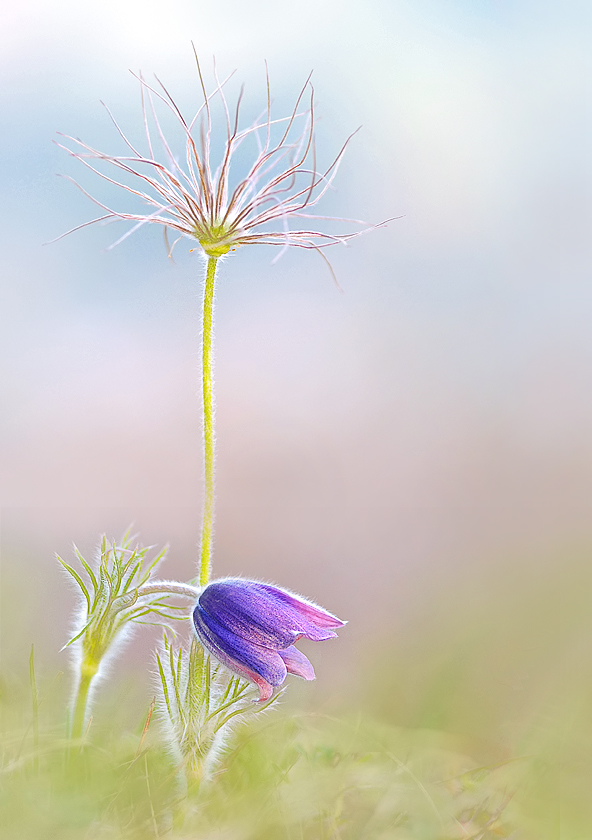 Pulsatilla