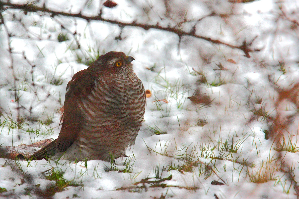 Wintersperberdame,