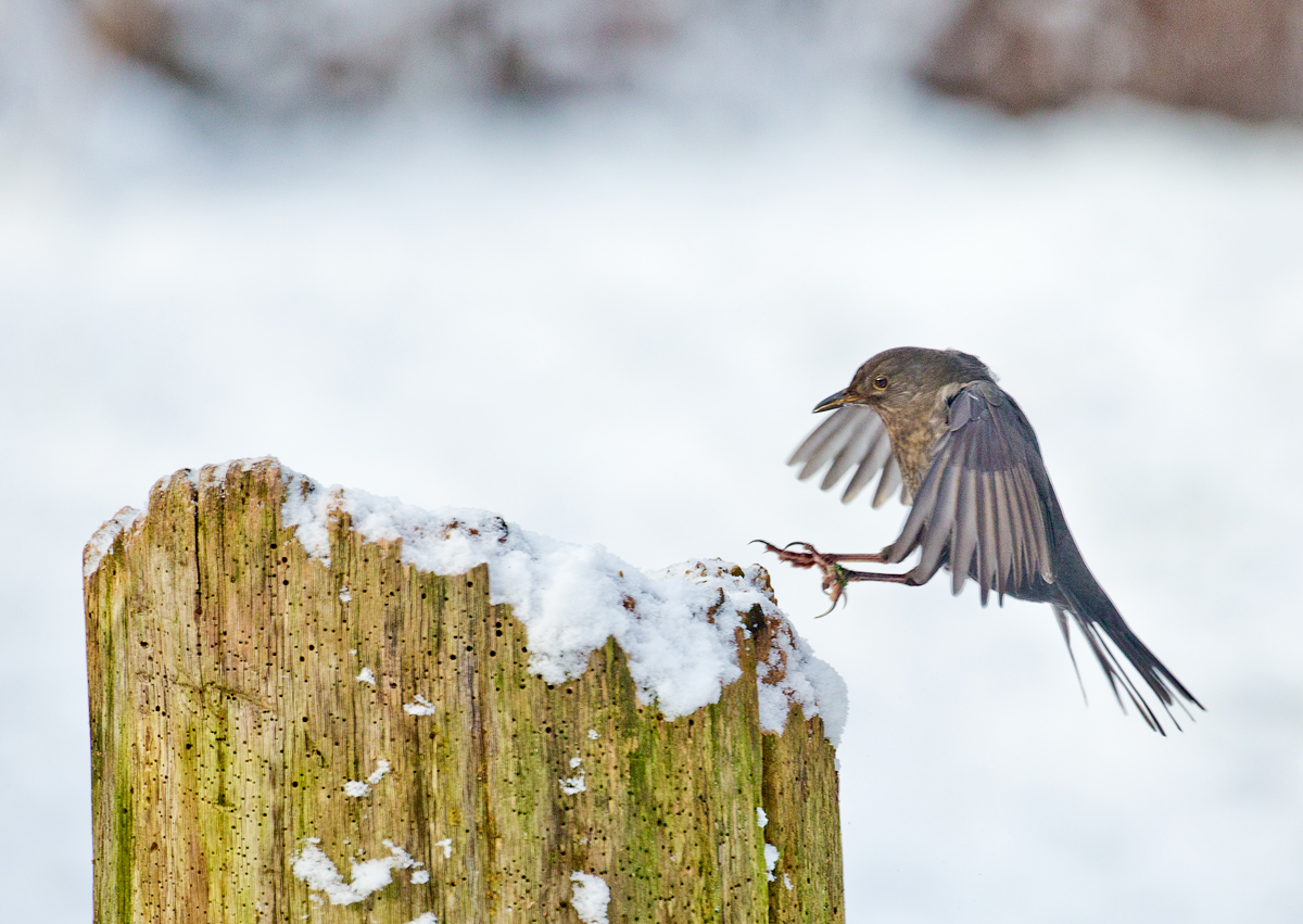 Charly Amsel "seine Frau" im Winter...