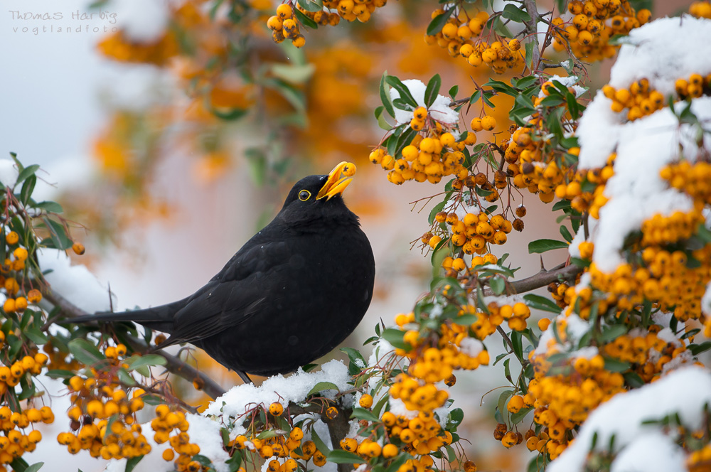 Amsel-Beeren-Hahn