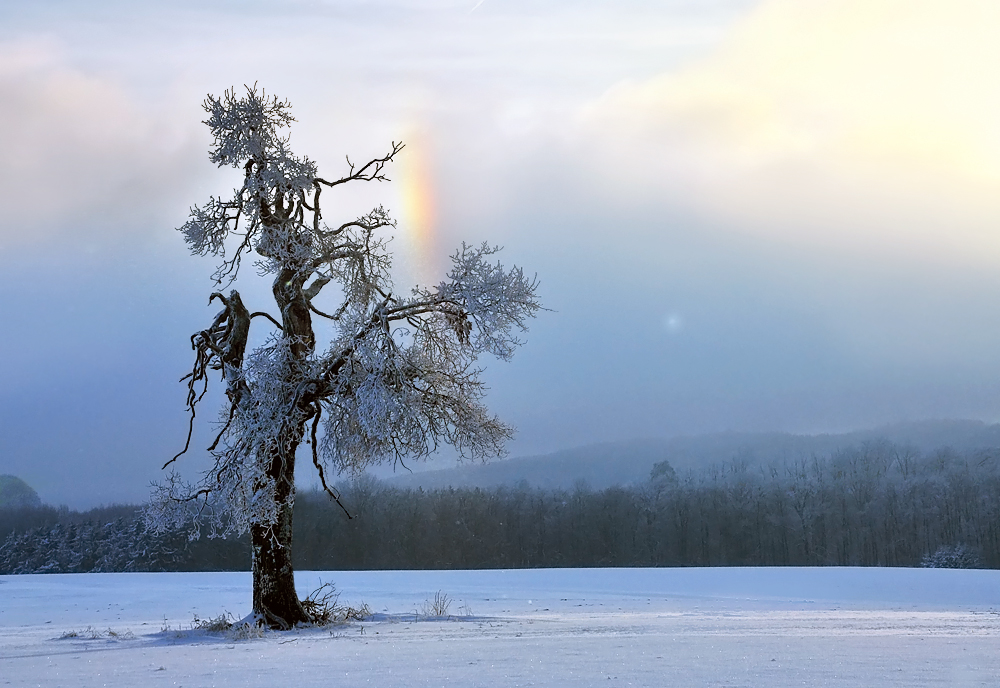 Alter Baum mit Nebensonne