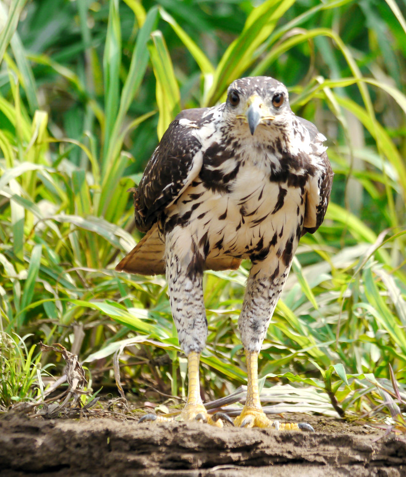 Tropischer Geierfalke