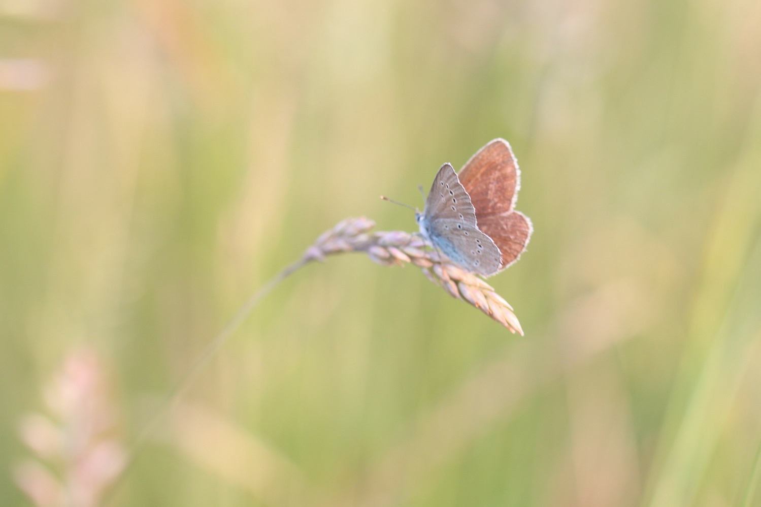 Abends in der Sommerwiese