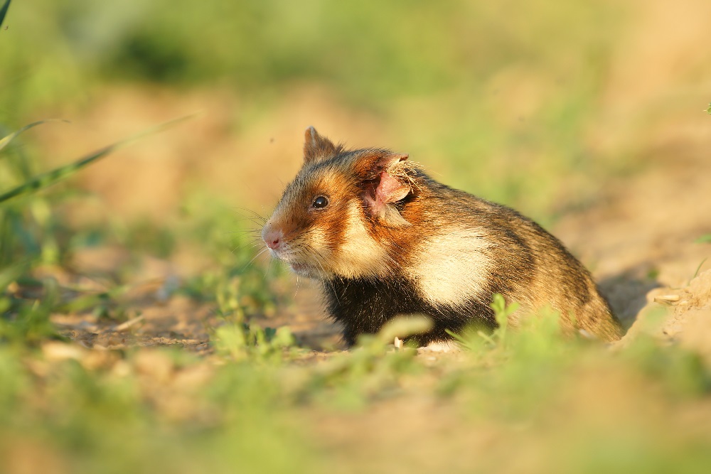 Felhamster