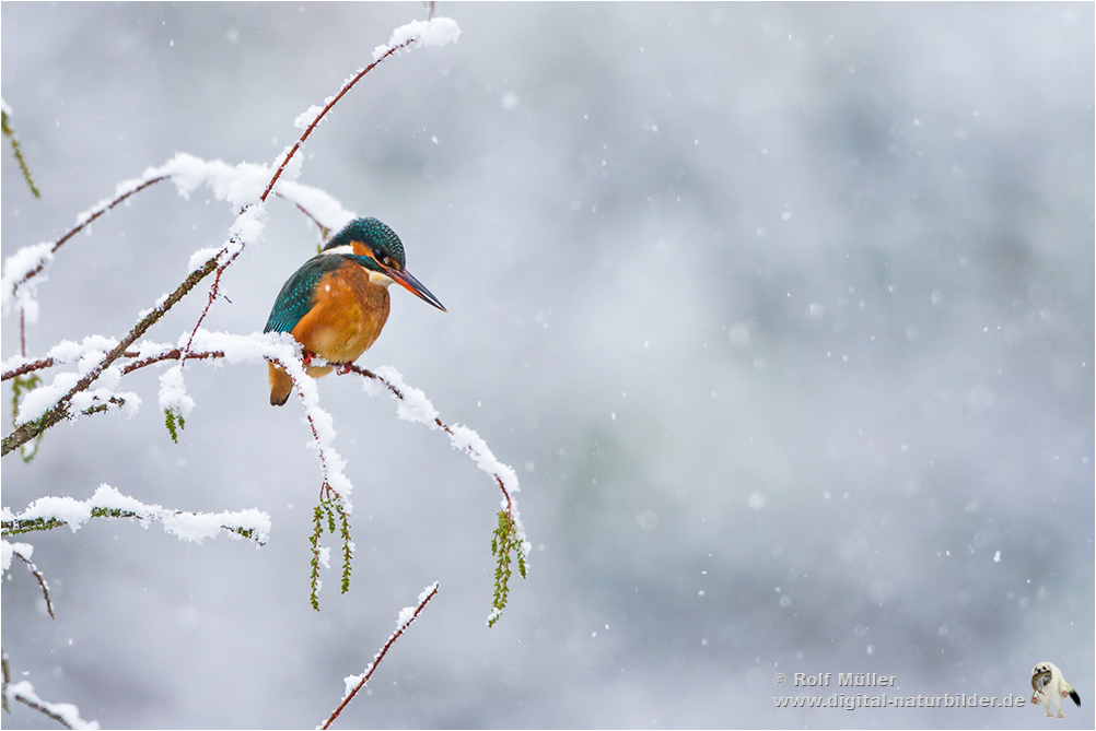 Eisvogel