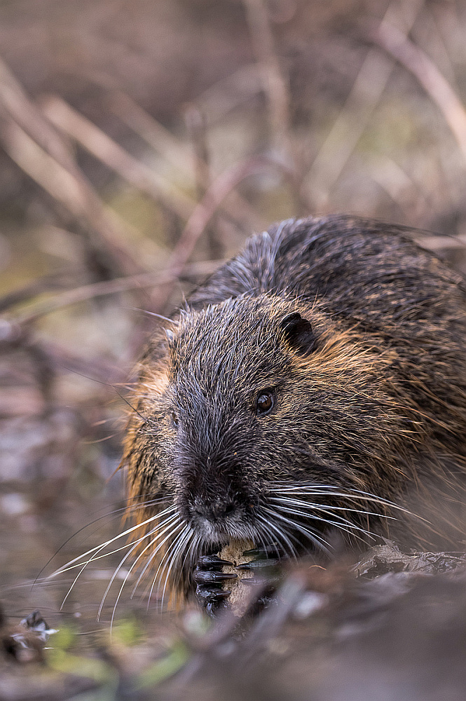 Myocastor coypus - ein Nutria