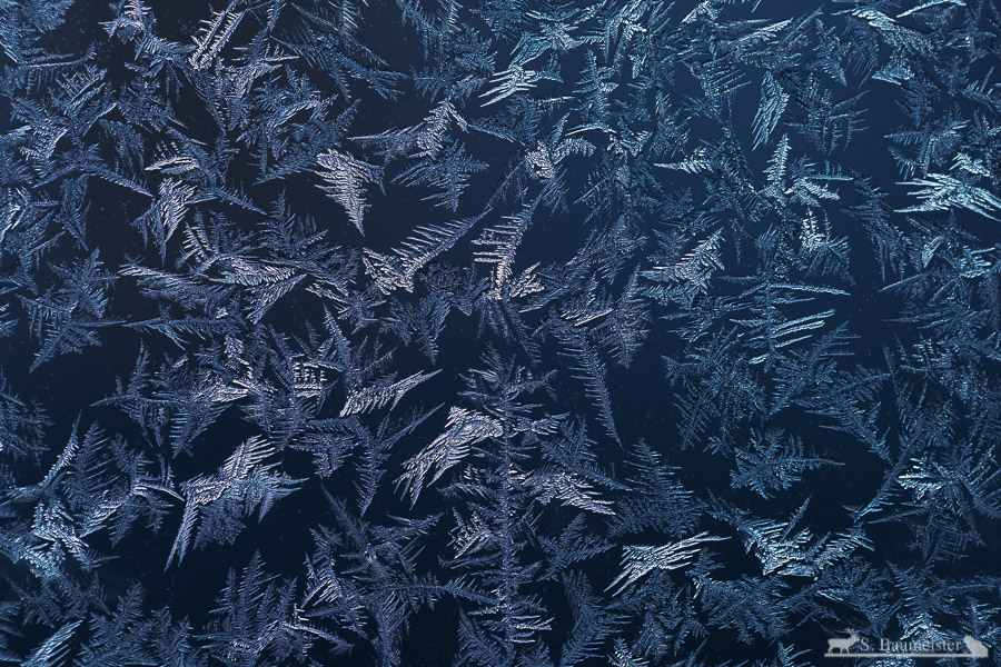 Eisblumen