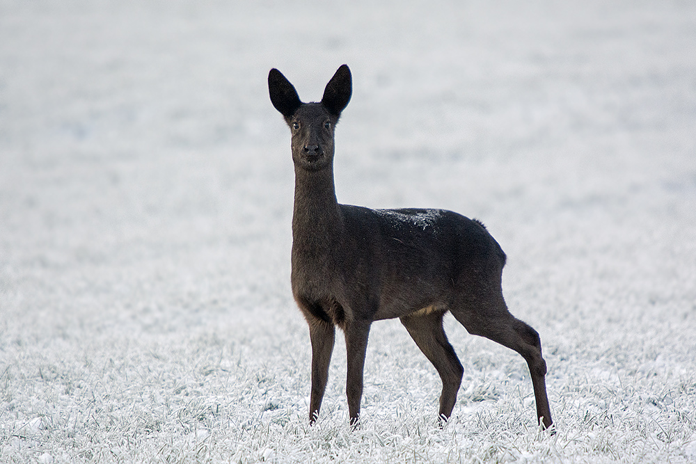 Das schwarze Rehe in Norddeutschland nicht allzu selten sind... (Forum
