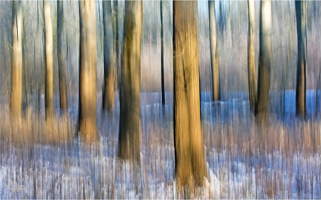 Winter in der Elbaue