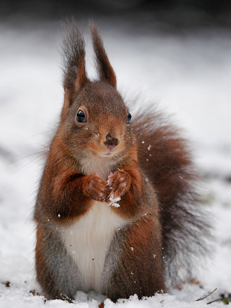 Schneehörnchen